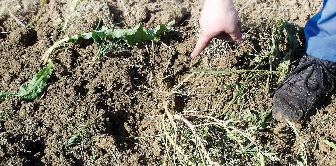 Der SuperMaxx Bio: Zieht große Wurzelunkräuter aus dem Boden